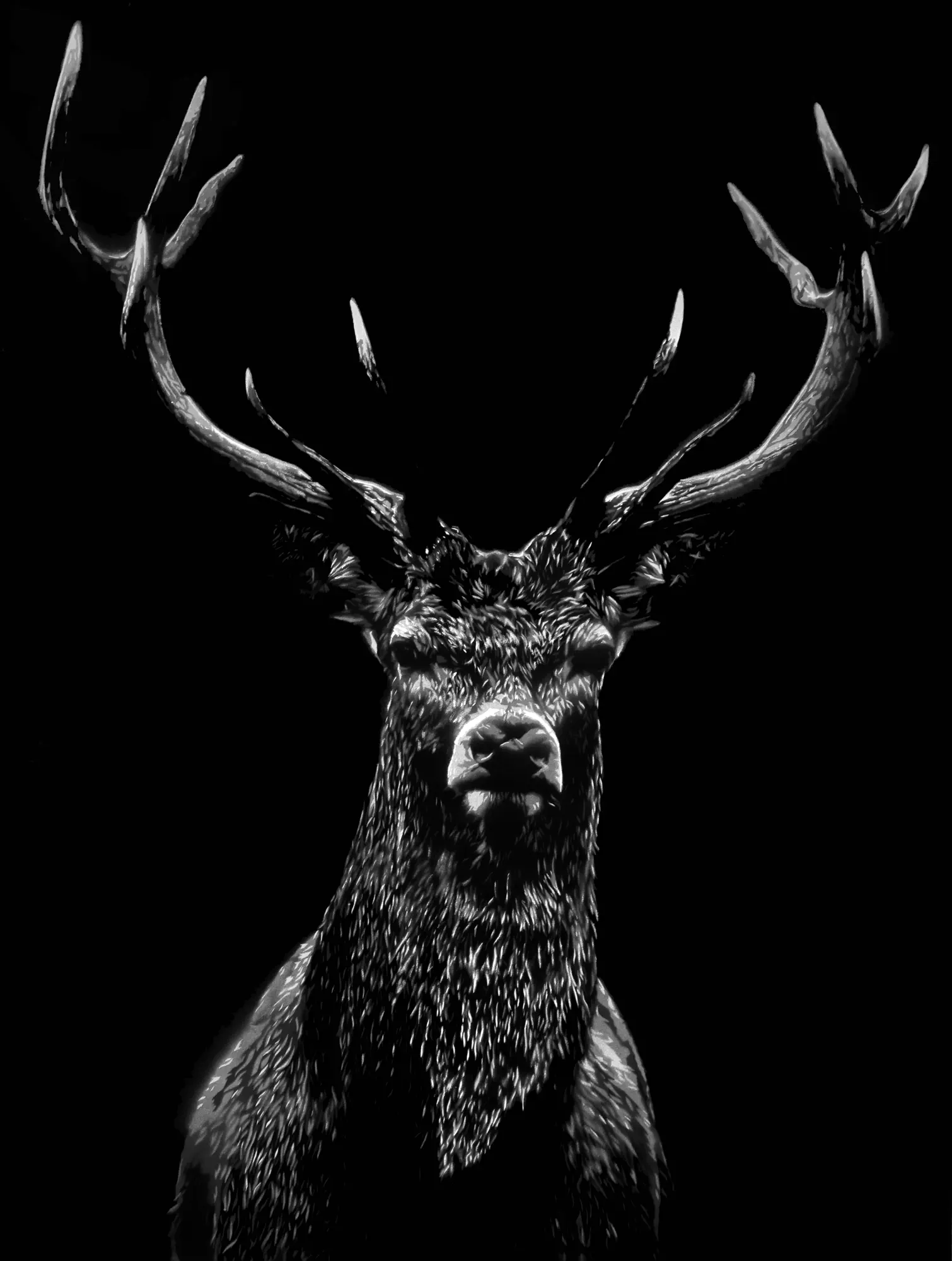 Elk Monochrome, 36 × 48
